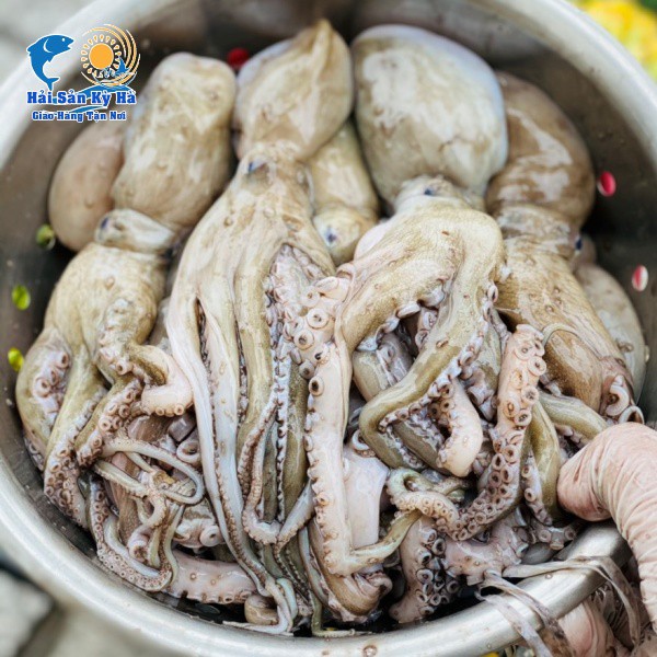 [GIAO NHANH 2H HCM] Giá Sỉ Bạch Tuộc Lớn (hàng chuẩn)