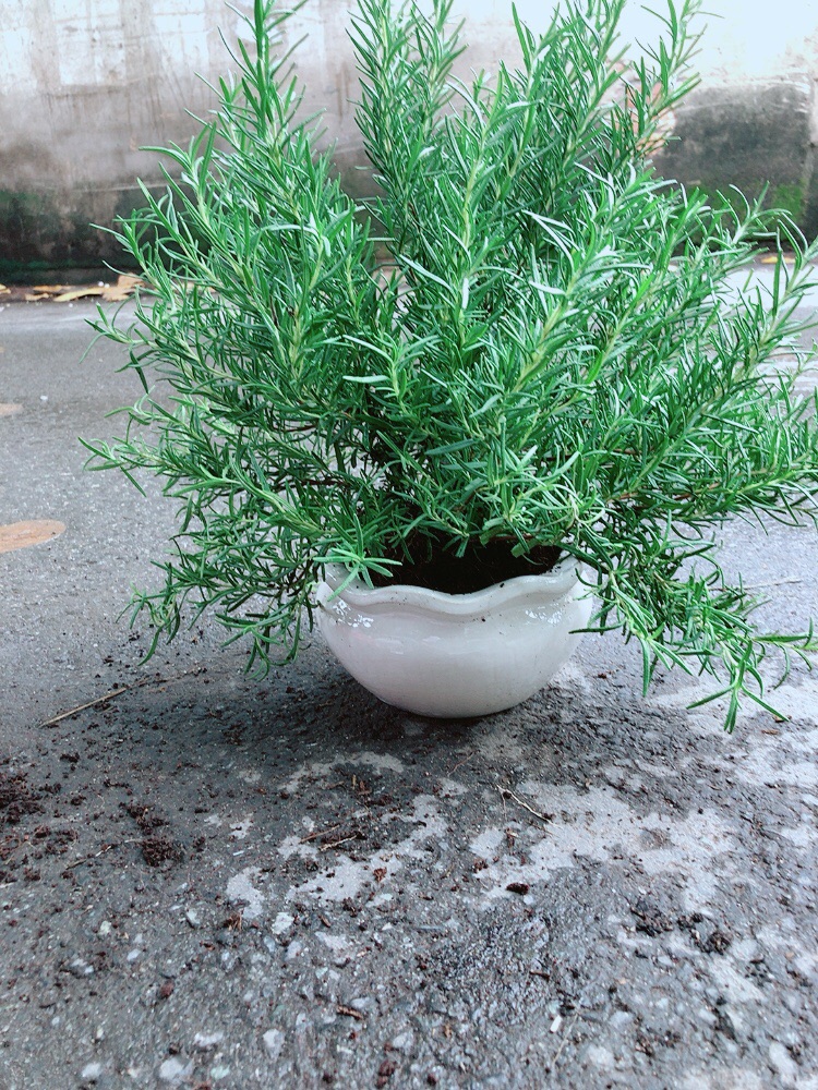 Chậu Hương Thảo Size Lớn