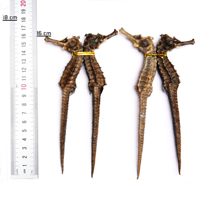 Cá ngựa chúa, Hải Mã khô loại thượng phẩm size từ 16cm đến 22cm