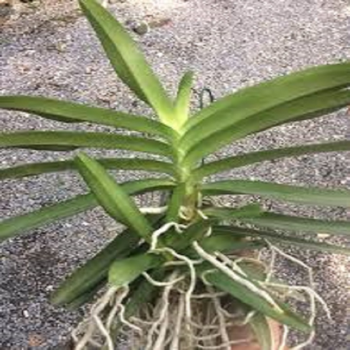 Sản Phẩm Hoa lan giáng thu (cây cao 40cm,bộ rễ khỏe)