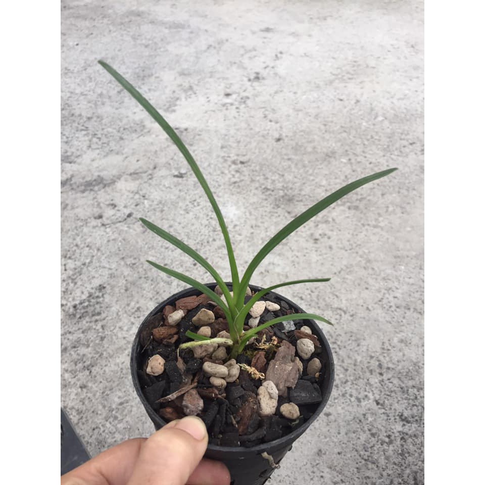 Cây giống lan kiếm xanh Huế gieo hạt