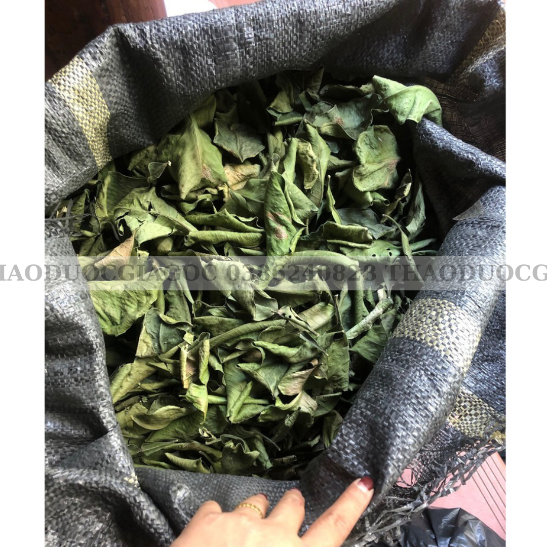100gr Lá bưởi khô hàng chuẩn xịn