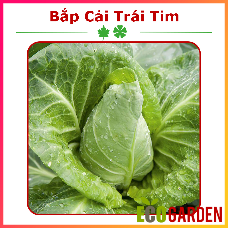 Hạt Giống Bắp Cải Trái Tim F1 Xuất Xứ Nhật (100H) (ECO.100)