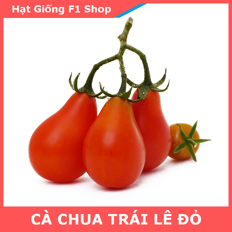 Hạt Giống Cà Chua Trái Lê Đỏ Sai Trái