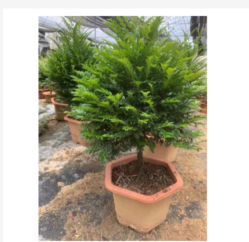 Cây Tùng đen, cây cứt chuột cao 50cm