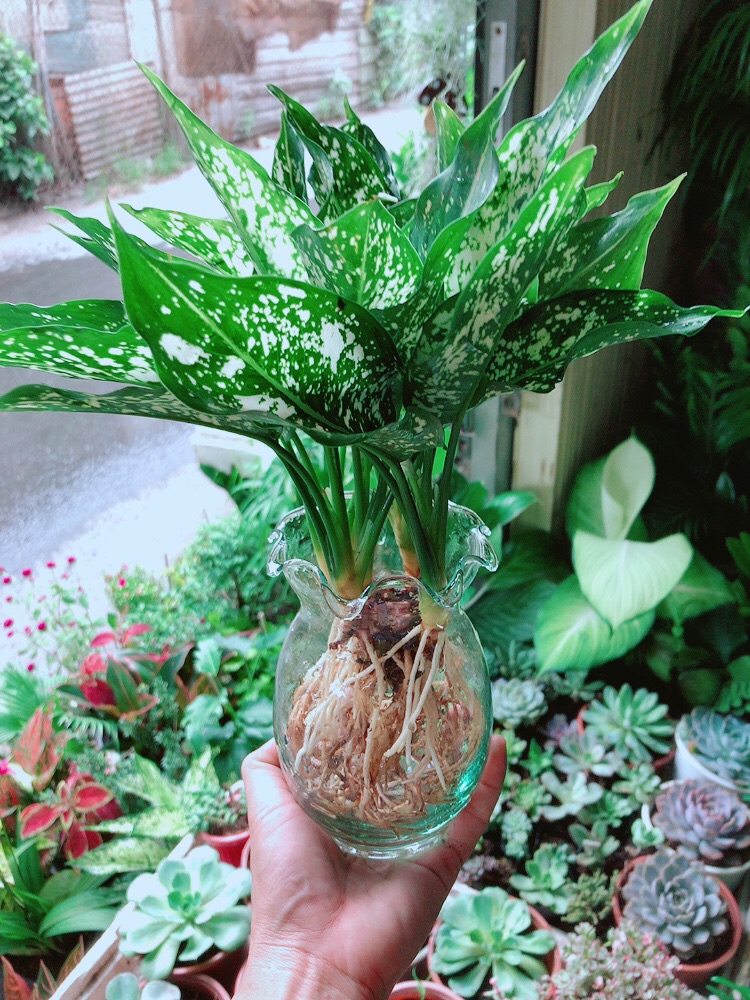 [HCM]Chậu Ngọc Ngân Thuỷ Sinh