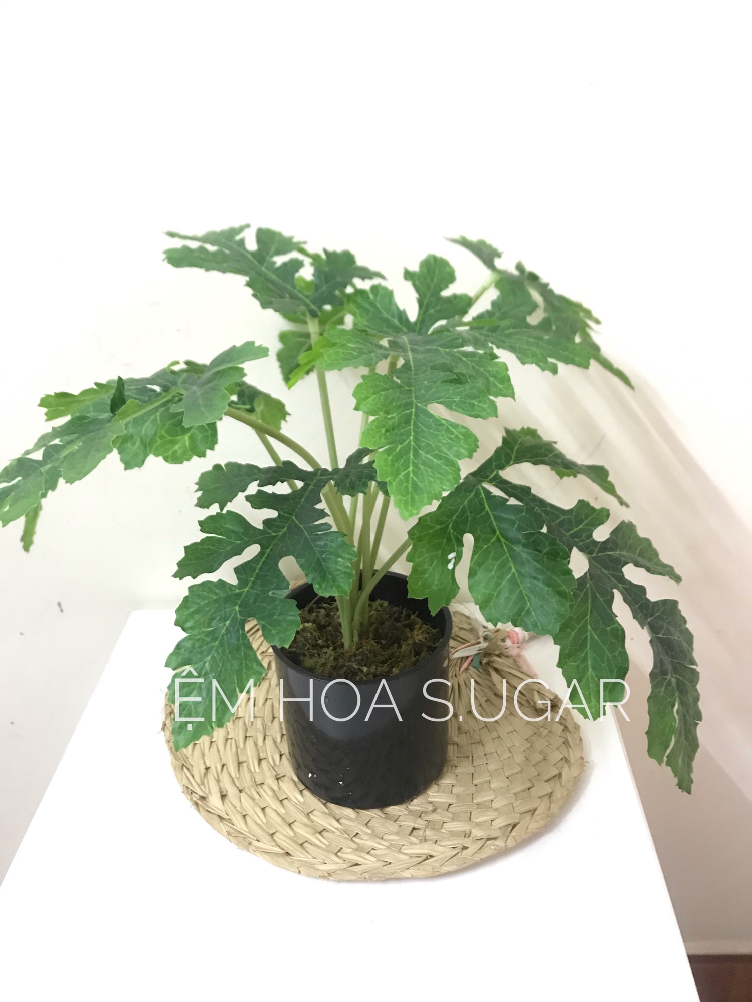 Cây cảnh giả decor cây trang trí