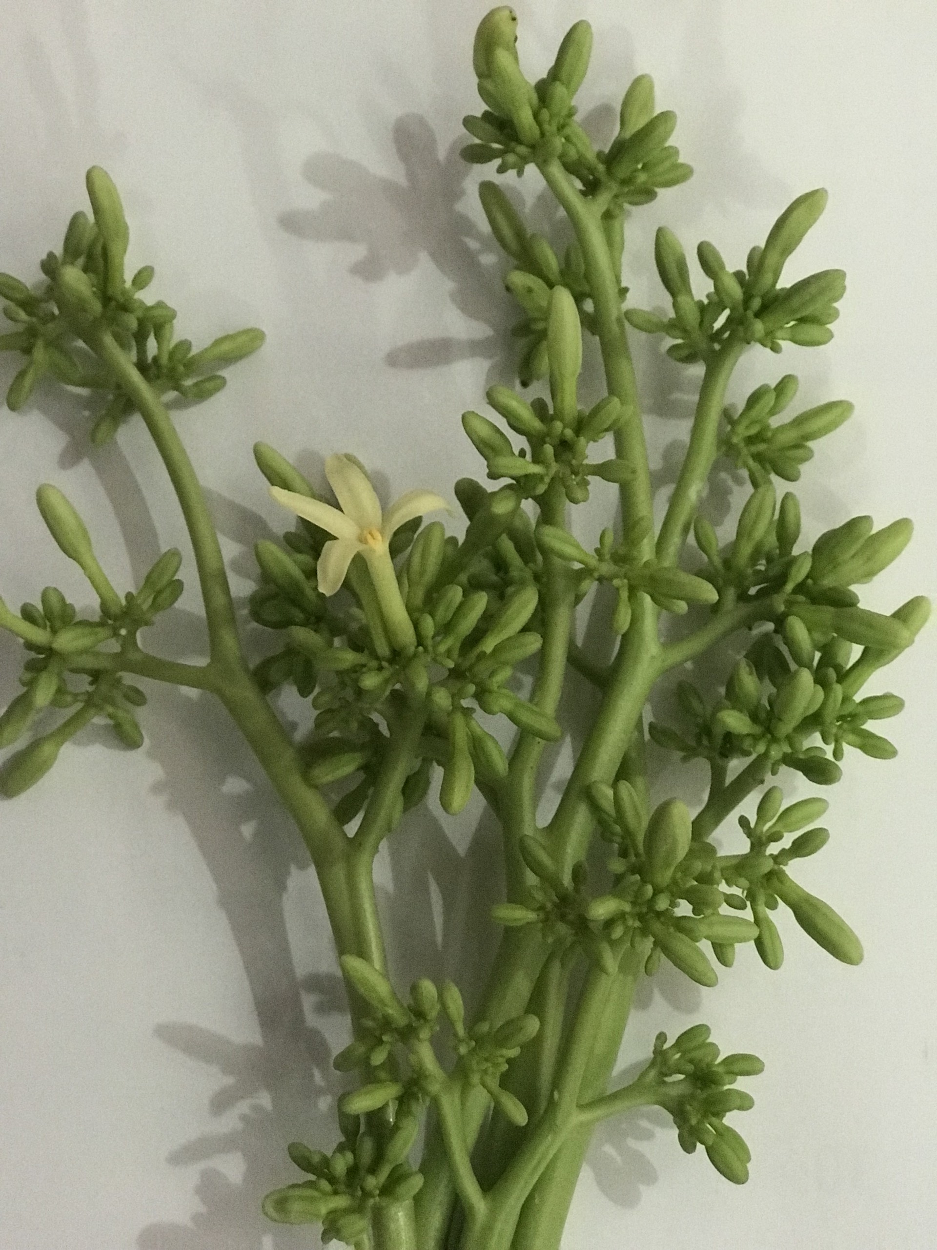 Hoa đu đủ đực khô 1kg