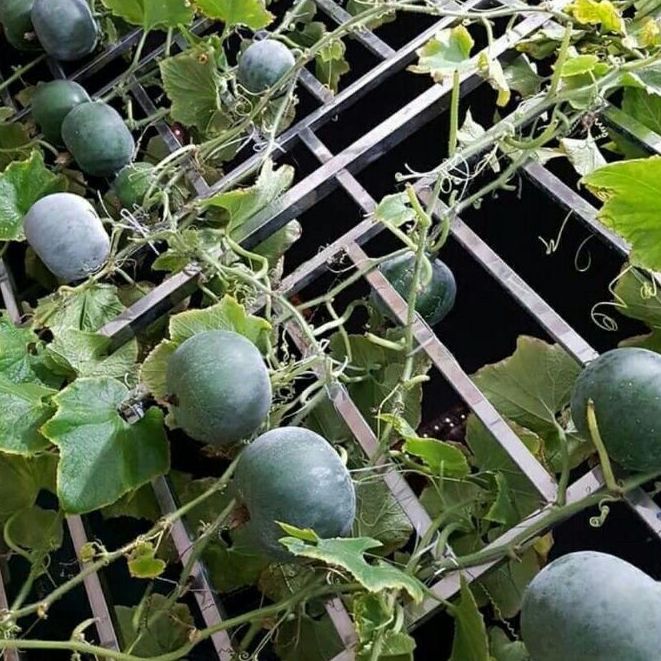 Hạt Giống Bí đao tròn siêu trái -gói 10 hạt(tặng kèm phân bón)
