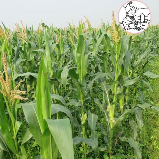 HẠT BẮP NẾP NÙ - GÓI 100 GRAM