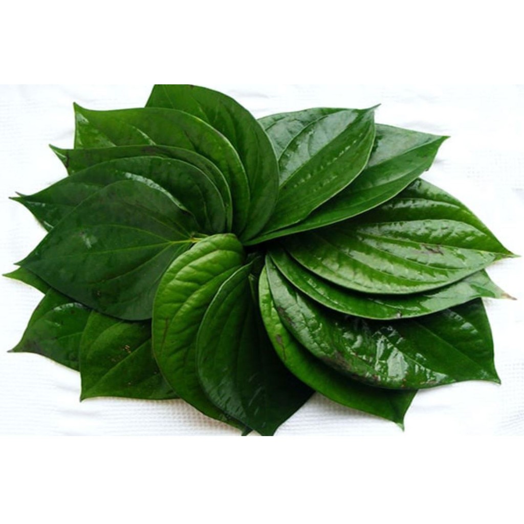 Lá Trầu Không tươi ( 100 LÁ)