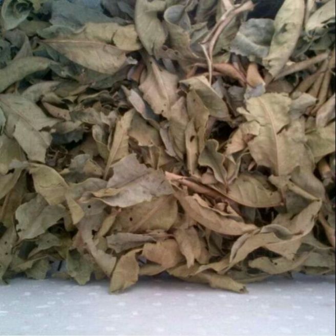 Sỉ toàn quốc 500g trà lá vối khô