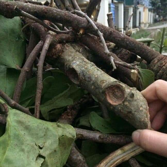 CÂY TẦM GỬI GẠO