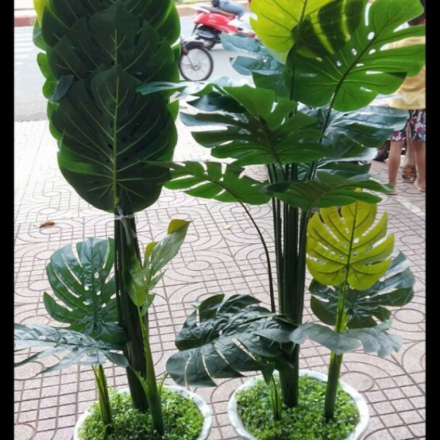 Cây lá rùa phong thủy trang trí nhà cửa