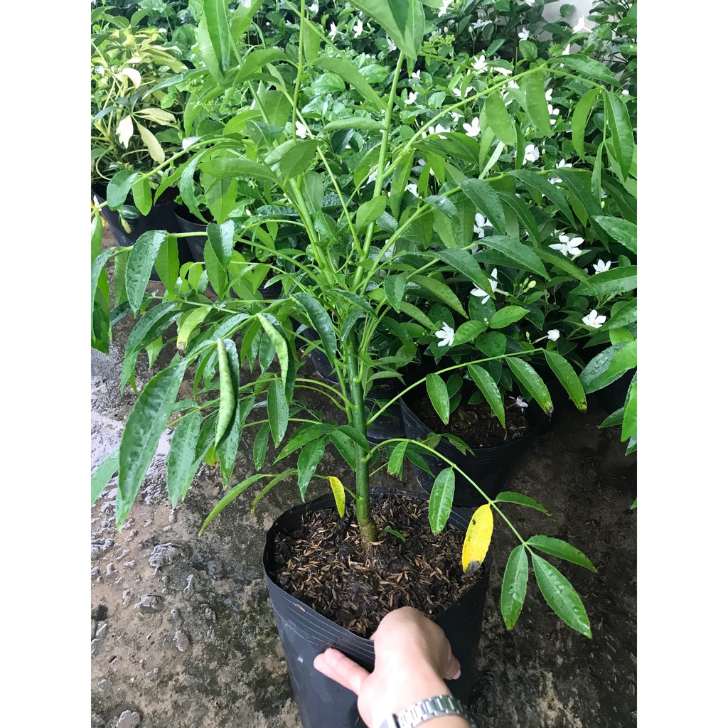 Cây cóc thái - cây cảnh sân vườn - caykiengsadec