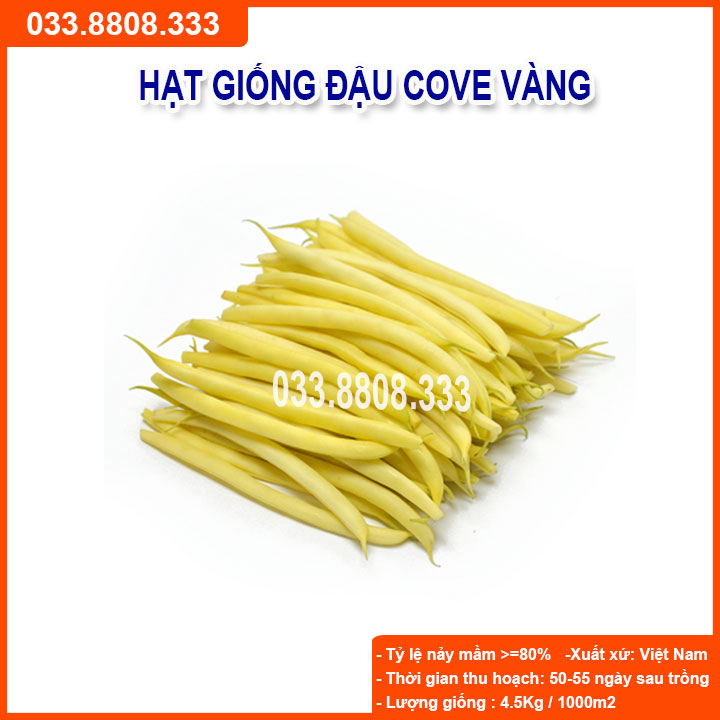 Hạt giống đậu cove vàng -tỷ lệ nảy mầm cao