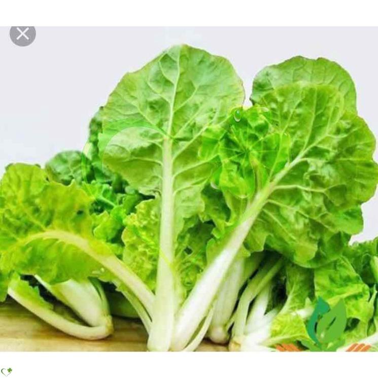 Hạt giống cải bẹ dún - gói 10 gram
