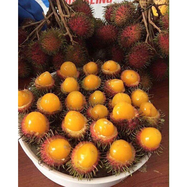 CHÔM CHÔM RUỘT VÀNG SIÊU SỚM ( giống ghép siêu sớm)