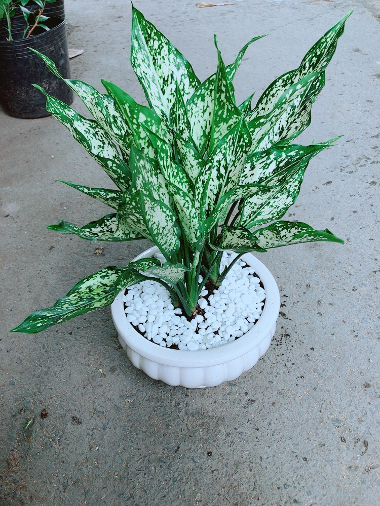 Chậu Ngọc Ngân