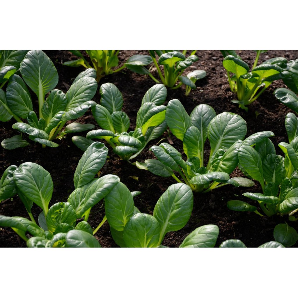 [Seeds] Hat giống cải hoa hồng, đóng gói 2gr (khoảng 400 hạt)