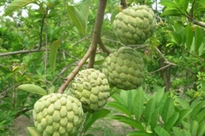 cây giống NA THÁI LAN