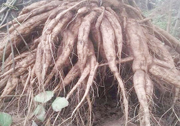 Cây sắn dây ta cao sản, cây sắn dây ta cao sản- bầu cây giống
