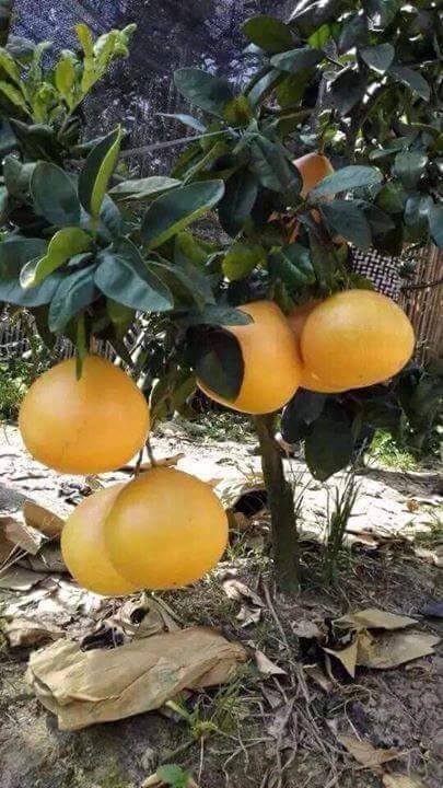 Cây giống cây bưởi lùn tứ xuyên