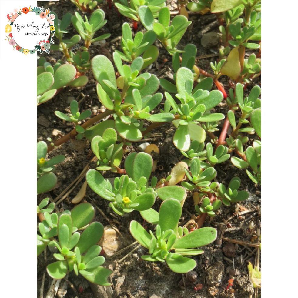 Giống Rau Sam, Rau Sam, Sam Đất - Gói 2 Gram