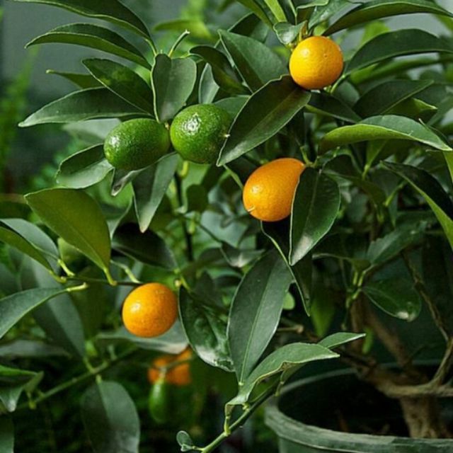 Cây quất ngọt chơi tết