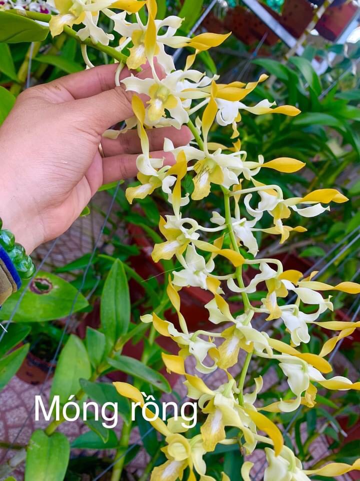 HOA LAN DENRO BẠCH LONG CHÂU TRƯỞNG THÀNH