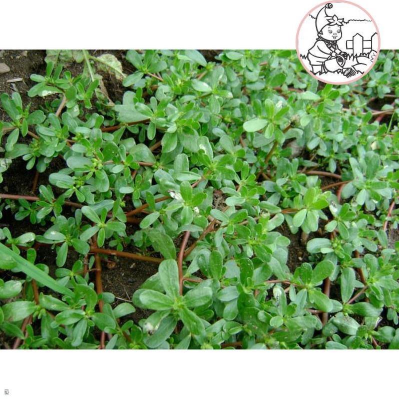 HẠT RAU SAM, RAU SAM - GÓI 2 GRAM