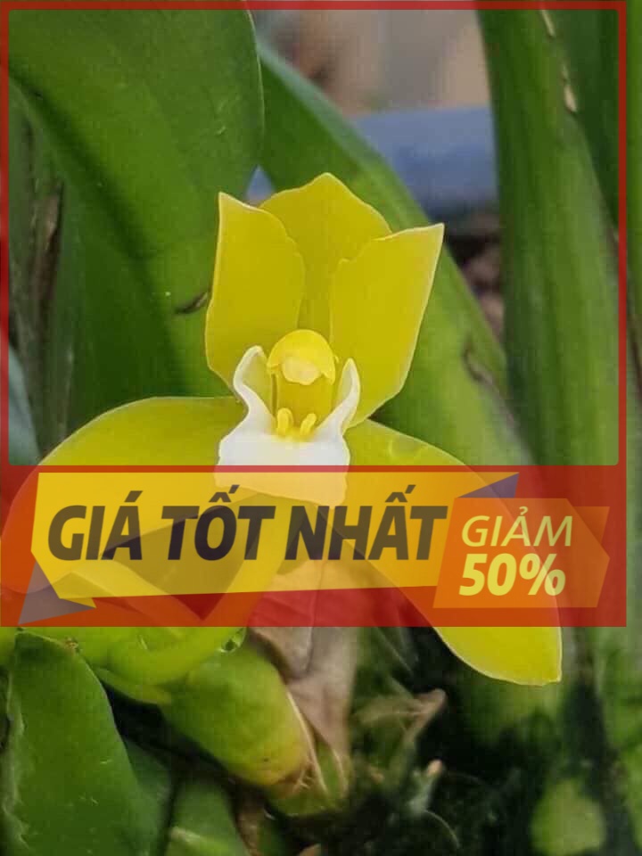 Hoa lan kiếm, Kiếm xanh huế hàng giống KIẾM XANH HUẾ GIEO hạt em còn mấy cốc. thank lý ah. cây đẹp xanh thẫm từ lúc ra chai. KIẾM XANH HUẾ GIEO hạt em còn mấy cốc. thank lý ah. cây đẹp xanh thẫm từ lúc ra chai.