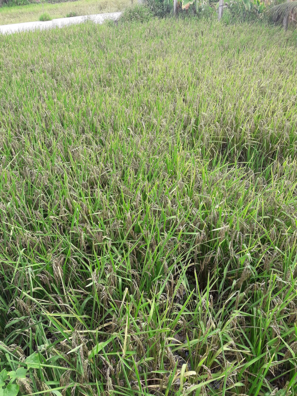 Gạo lứt
