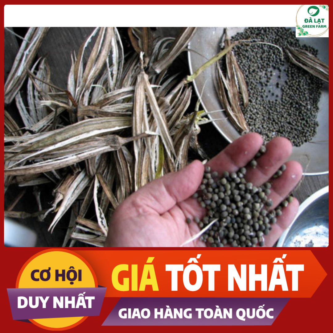 2GR_HẠT GIỐNG ĐẬU BẮP ĐỎ (NẢY MẦM CỰC CHUẨN)