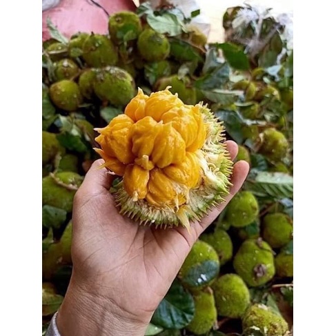 CÂY GIỐNG MÍT ẤN ĐỘ QỦA NHỎ SIÊU THƠM(CÂY GIỐNG NGỌC HIẾU)