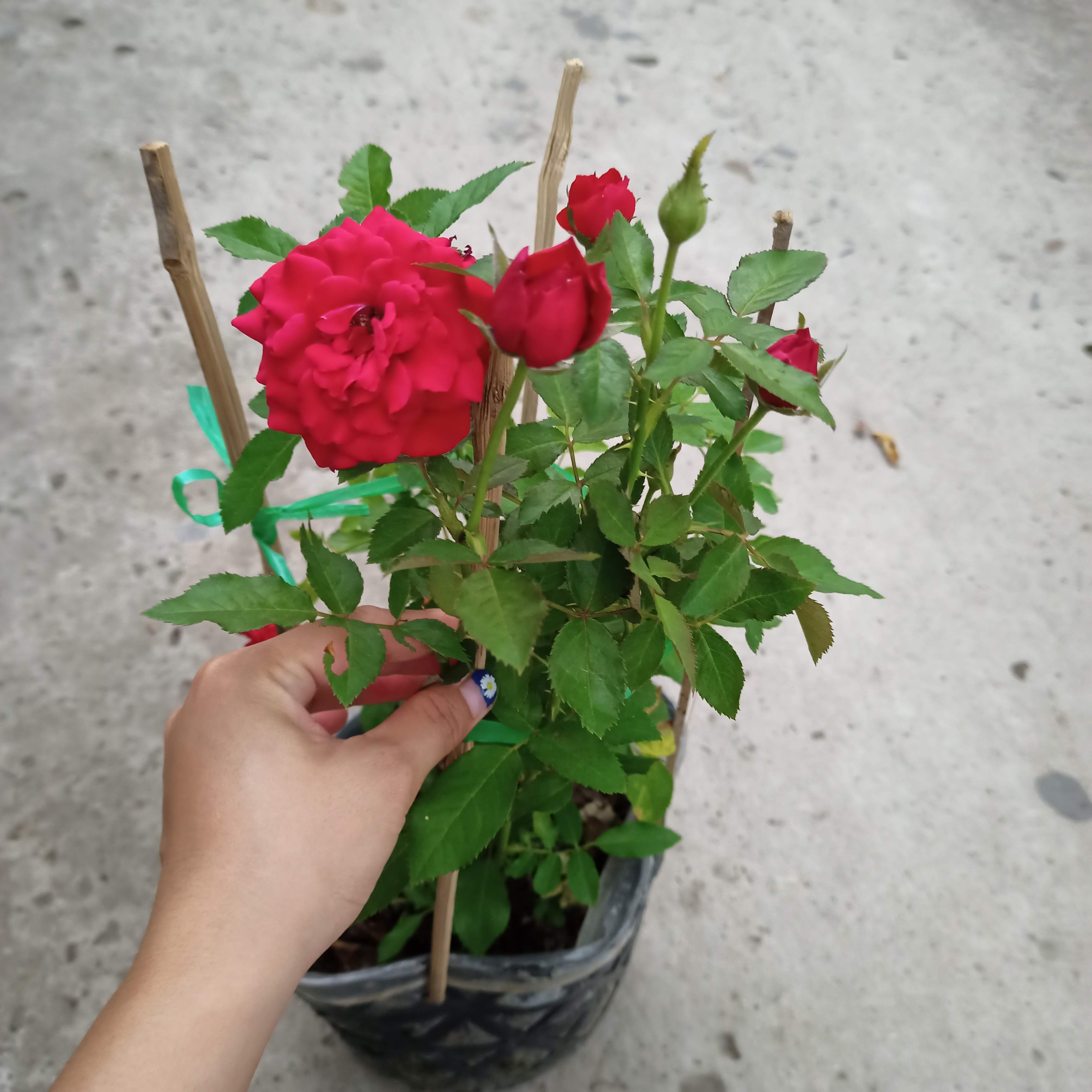 Chậu cây hoa hồng tezza đỏ siêu nụ trưởng thành C8
