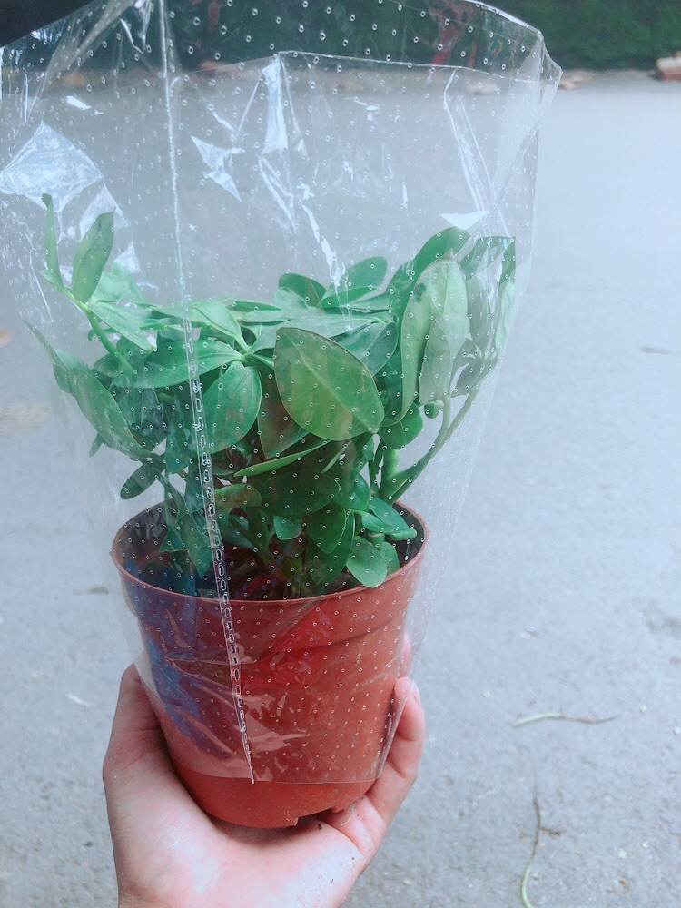 Cây Ngũ Gia Bì Để Bàn