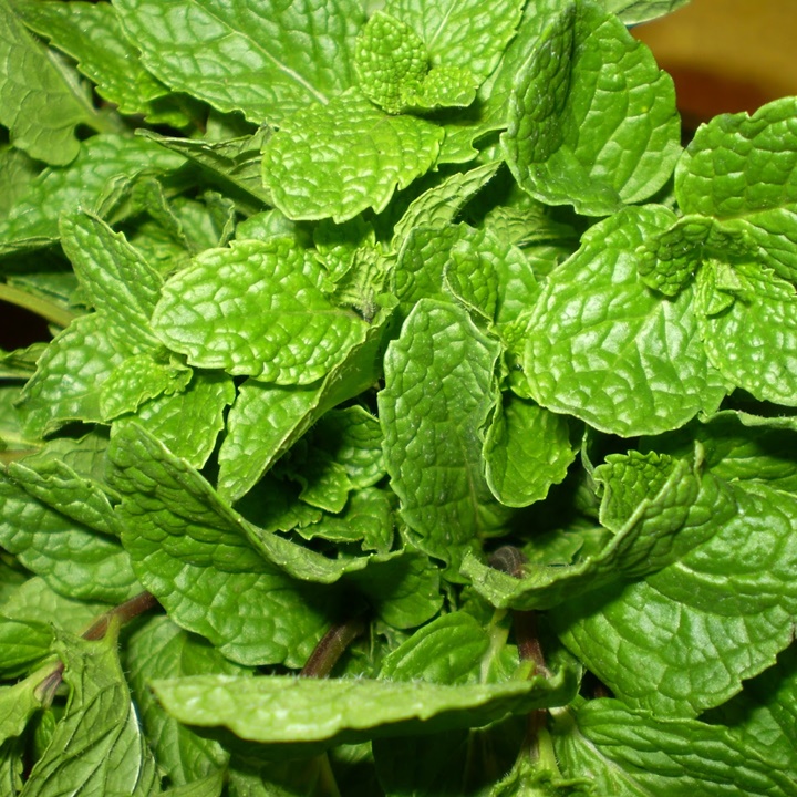 Hạt giống húng bạc hà