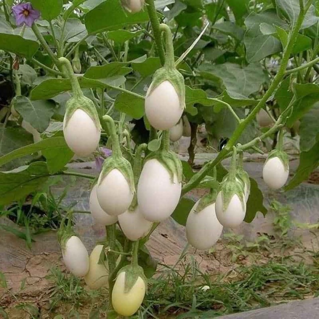 20 Hạt giống cà trứng ngỗng sai trái