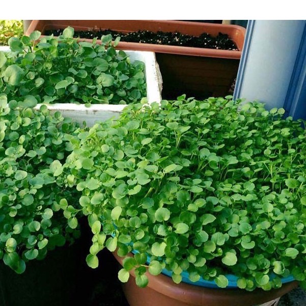 Hạt giống xà lách xoong Mỹ