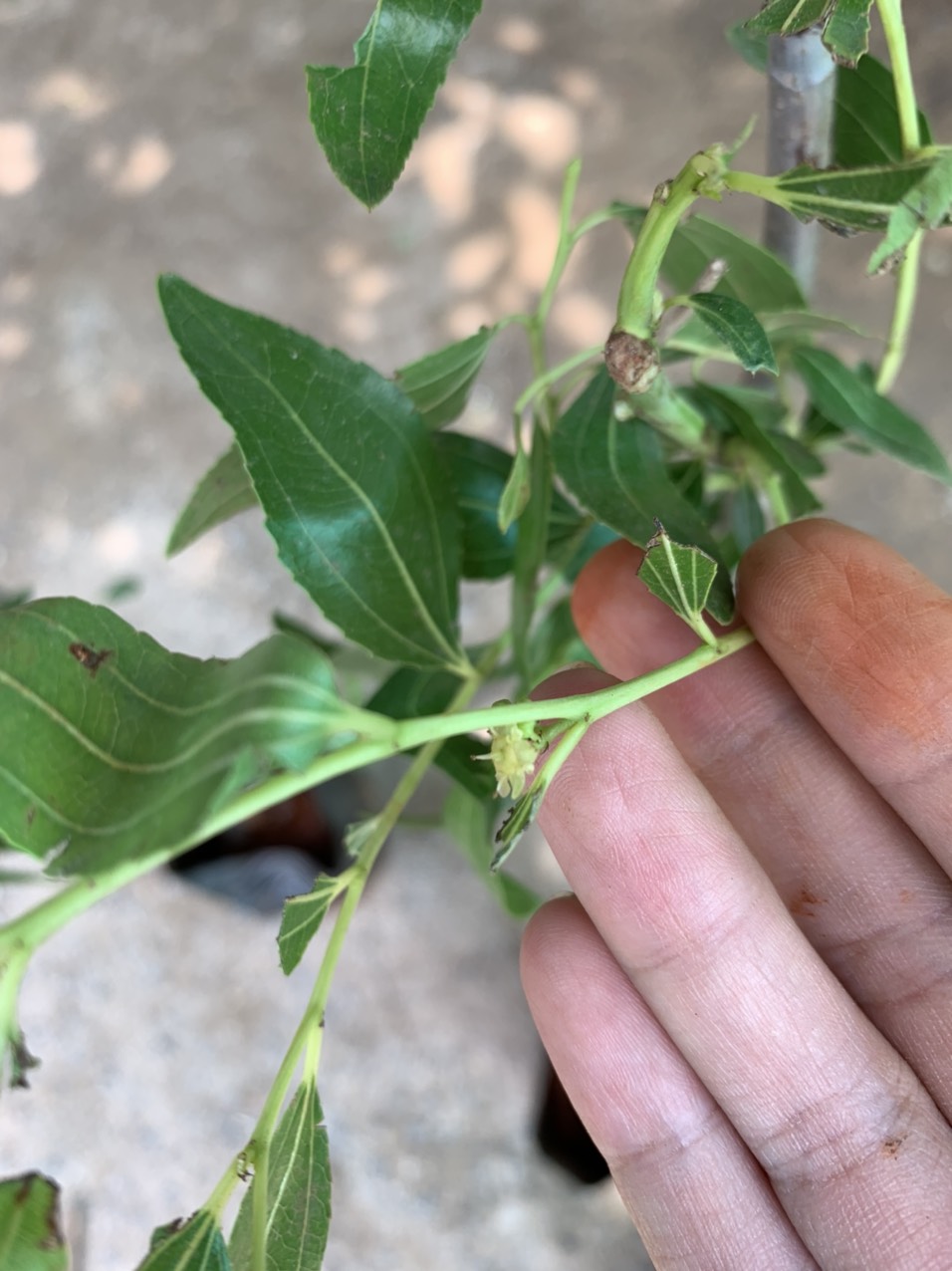 Cây giống Hồng Táo siêu ngọt