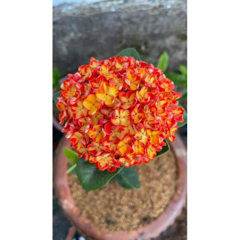 cây mẫu đơn thái phụng hoàng cam