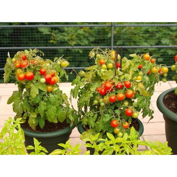 Hạt Giống Cà Chua BonSai Đỏ ( 30 Hạt)