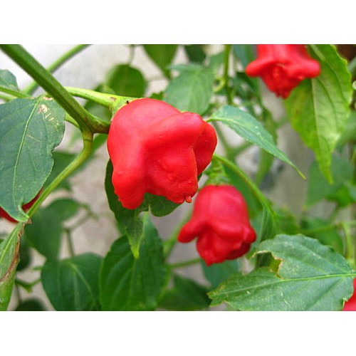 HẠT GIỐNG ỚT HOA HỒNG gói 40 hạt