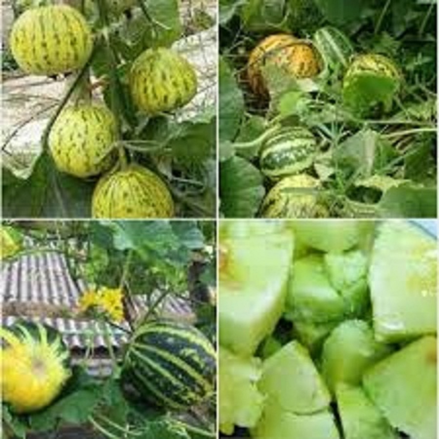 Hạt giống dưa bỡ thơm dể trồng/gói 20 hạt