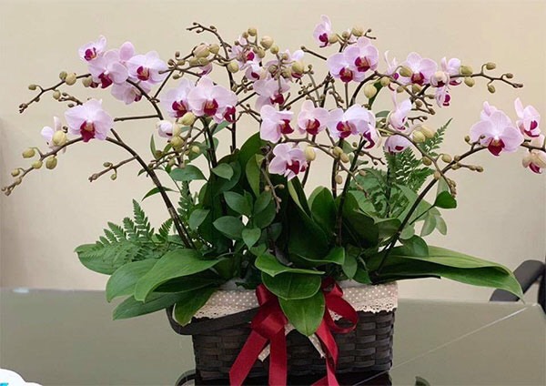 Hồ điệp cây trưởng thành sắp hoa
