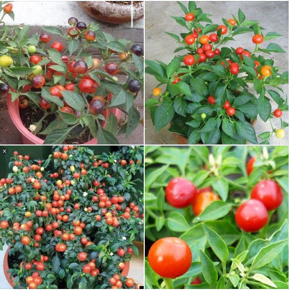 Hạt giống ớt kiểng quả tròn 30 hạt/gói
