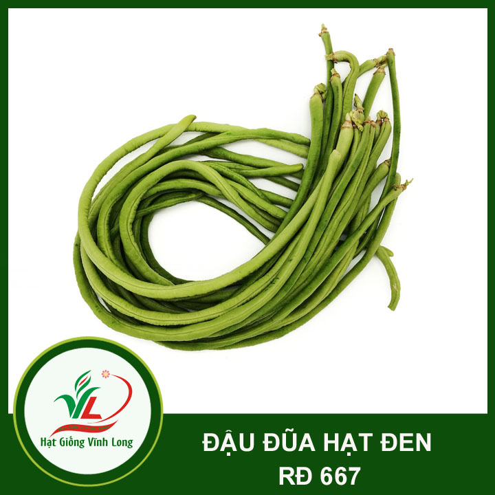 Hạt giống Đậu đũa hạt đen RD 667 - 20g