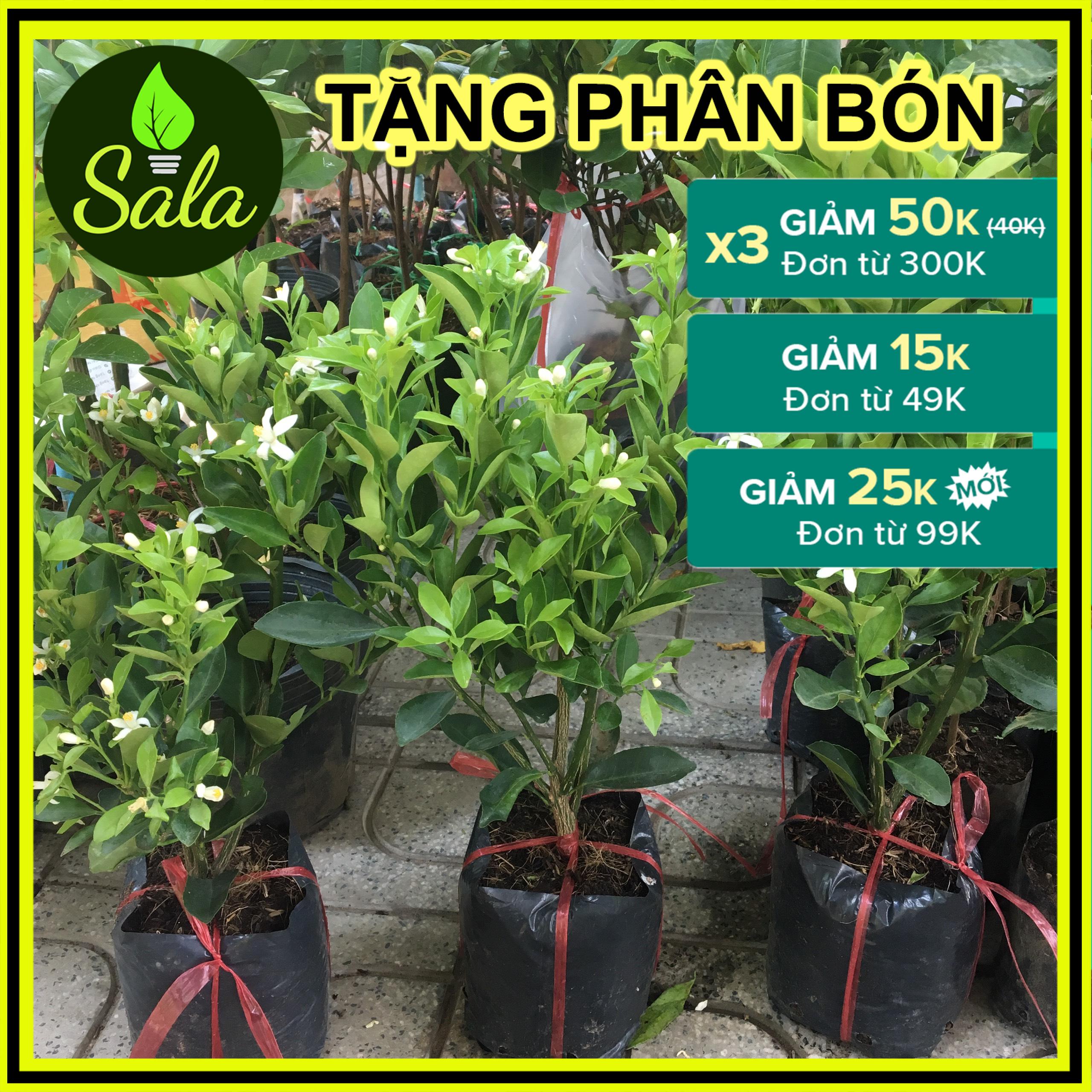 CÂY HẠNH - CÂY QUẤT - CÂY TẮC