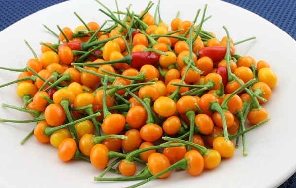hạt gióng ớt (ớt charapita)